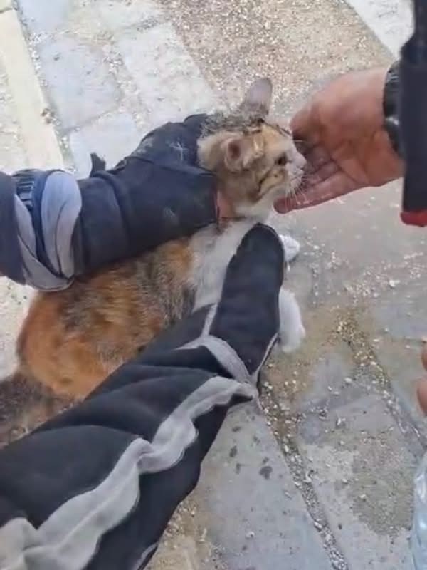 Belen ve Antakya’da mahsur kalan hayvanlar kurtarıldı