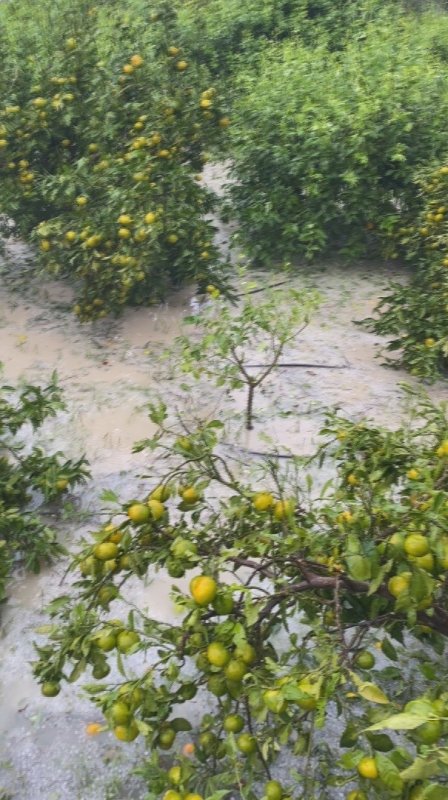 Ceviz büyüklüğündeki dolu, hasadına gün sayılan erkenci mandalinayı vurdu (Fotoğraflı) Ramazan İlın - Veysel Korkmaz HATAY (İHA) - Hatay'ın Arsuz ilçesinde etkili olan ceviz büyüklüğündeki dolu yağışı, hasadına hazırlanan 25 dönümlük bahçede yetiştirilen erkenci mandalinanın zarar görmesine neden oldu. Birkaç gün içerisinde hasat edilmesi beklenen erkenci mandalinaların önemli bölümü dalından düşerken, ağaçlarda kalan meyveler yara alarak zarar gördü. Meteoroloji'nin sarı kodla uyardığı Arsuz ilçesinde sabah saatlerinden itibaren yağışlı hava etkili oldu. Madenli ve Gözcüler mahalleleri ile çevresinde ceviz büyüklüğünde dolu yağışı görüldü. Şiddetli dolu ve fırtına, ilçedeki tarım arazilerini de olumsuz etkiledi. Gökmeydan Mahallesi'ndeki 25 dönümlük narenciye bahçesi, ceviz büyüklüğündeki dolu yağışından zarar gördü. Erkenci mandalina yetiştiren üretici Sami Keskin'in bahçesinde, dolu nedeniyle mandalinaların bir kısmı yere dökülürken, ağaçlarda kalan meyvelerde de ciddi hasar oluştu. Yaklaşık 20 yıllık ağaçların bulunduğu bahçede hasat öncesi yaşanan dolu yağışı nedeniyle mahsulün zarar gördüğünü belirten Keskin, ürünleri satmaya hazırlanırken doğal afetle karşılaştıklarını söyledi. "Kesime hazırlandığımız sırada ani bir hava şartıyla karşılaştık" Havanın aniden kararmasıyla başlayan dolu yağışının bahçesine zarar verdiğini ifade eden üretici Sami Keskin, satışa hazırlandıkları mandalinaların zarar gördüğünü belirterek "Burası 25 dönüm tarla; yarısı limon ve diğer yarısı da erkenci mandalina ektik. Sabah çok kötü bir hava vardı. Birdenbire çok aşırı dolu yağdı. Dolu da bayağı büyüktü, ceviz büyüklüğündeydi. Zaten görünüyor; yapraklar yerde, mahsuller yerde. Tam da biz kesime, yani hasada hazırlık yapıyorduk. Kesime hazırlandığımız sırada ani bir hava şartıyla karşılaştık. Şu anda zaten görünüyor ki malların hepsi yerde. Ne diyeceğimizi bilemiyoruz, şu an zarardayız. Yerdekilerden ayrı, dalların üzerindeki meyvelerin hepsi de yenmeyecek halde. Zaten fotoğraflarda da görünüyor. Dolu meyveleri mahvetmiş; delmiş, ikiye bölmüş. Ağaçta bir tane bile şu anda yenilebilir meyve yok. Bunlar yaklaşık 20 yıllık ağaçlar diyebiliriz. Burada 20 yıllık bir emek var. Tam da dediğimiz gibi, satışa gelecektik, satışa hazırlanıyorduk. Ama hava şartları nedeniyle bunu yapamadık. Yağış sabah saat 09.00 sıralarında başladı ve yaklaşık yarım saat sürdü. Hava bayağı karardı, çok kötüleşti. Bir felaketin geleceği havanın kararmasından ve değişmesinden belli oluyordu" ifadelerini kullandı.
