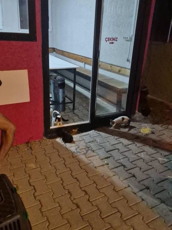 Arsuz’da aracın motoruna sıkışan kedi kurtarıldı (Fotoğraflı) İlayda Korkmaz HATAY (İHA) - Hatay'da aracın motor kısmına sıkışarak mahsur kalan kediyi itfaiye kurtardı. Arsuz ilçesi Çetillik Mahallesi’nde aracının motor kısmından gelen sesleri fark eden vatandaş durumu itfaiye ekiplerine bildirdi. İhbar üzerine bölgeye ekipler sevk edildi. Ekiplerin çalışması sonucunda yavru kedi bulunduğu yerden sağ olarak kurtarıldı. Kurtarılan yavru kedi, yapılan çalışmanın ardından annesine kavuşturuldu.