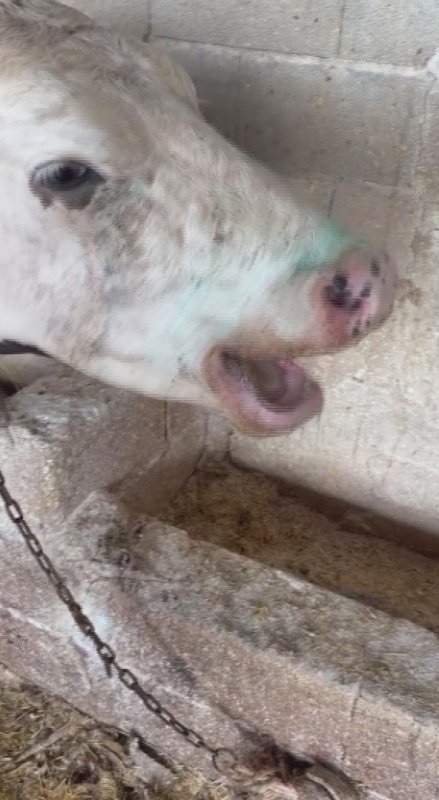 Kırıkhan Özkızılkaya'da ağızdan köpük gelmesiyle başlayan şap hastalığında hayvanlar telef oldu - Pazarlarda faaliyetler durduruldu (Fotoğraflı) Ramazan İlın - Mehmet İhsan Çakar HATAY (İHA) - Hatay'ın Kırıkhan ilçesinde SAT-1 şap hastalığının tespit edilmesinin ardından tedbir amacıyla bölgedeki hayvan pazarlarında faaliyetleri ikinci bir emre kadar durduruldu. Hastalık nedeniyle hayvanlarını kaybeden üreticiler destek beklerken, İl Tarım ve Orman Müdürlüğü ekiplerinin karantina bölgesindeki aşılama çalışmalarını sürdürdüğü bildirildi. Kırıkhan ilçesi Özkızılkaya Mahallesi'nde yaşayan hayvan yetiştiricisi Abdurrahman Kurt, sabah büyükbaş hayvanlarını kontrol ettiği sırada hayvanların ağızlarından köpük geldiğini fark etti. Hayvanlarının durumundan endişelenen Kurt, veteriner çağırarak yardım istedi. Muayenenin ardından şap hastalığından şüphelenilmesi üzerine durum İl Tarım ve Orman Müdürlüğüne bildirildi. Bölgeye gelen ekipler hayvanlardan numune aldı ve yapılan incelemelerde SAT-1 şap hastalığı tespit edildi. Hastalığın yayılmasını önlemek amacıyla Hatay Hayvan Sağlığı ve Zabıtası Komisyonu tarafından tedbir kararı alındı. Bu kapsamda Antakya ilçesindeki Üzümdalı Hayvan Pazarı'nın faaliyetleri ikinci bir emre kadar durduruldu. İl Tarım ve Orman Müdürlüğü ekiplerinin ise karantina bölgesinde aşılama çalışmalarına devam ettiği belirtildi. "Sabah kalktığımızda hayvanların hepsinin ağzından köpük geldiğini gördük, üç veteriner çağırdık ve şap hastalığı olduğunu söylediler" Büyükbaş hayvanlarının ağzında köpüklerin ortaya çıktığını ve ilerleyen süreçte üç ineğinin ve 2 buzağısının telef olduğunu söyleyen Abdurrahman Kurt, "İmkanlarımız yettiğince hayvancılık yapıyoruz. Bu hayvanlar bizim tek geçim kaynağımız, başka hiçbir gelirimiz yok. Sabah kalktığımızda hayvanların hepsinin ağzından köpük geldiğini gördük. Üç veteriner çağırdık. Şap hastalığı olduğunu söylediler. Antibiyotik, ilaç, elimizden gelen her şeyi yaptık. İlçe Tarım Müdürlüğü ekipleri de geldi. Hayvanlarımızda şap hastalığı olduğunu söylediler. Kendi imkanlarımızla hayvanlarımızı kurtarmak için elimizden geleni yaptık. Ayakta kalan kaldı, kaybettiklerimizi de kaybettik. Videolarımız da var, her şey ortada. Gerçekten çok kötü durumdayız. Üç ineğimiz ve iki buzağımız telef oldu" dedi. "İlk günlerde hayvanların ağzında geveleme vardı ama şap hastalığı olduğunu bilmiyordum, üç gün sonra fark ettim" Şap hastalığı nedeniyle 2 büyükbaş hayvanın telef olduğunu ifade eden Süleyman Cılbak, "Benim 30-40 tane hayvanım var. Küçüklükten beri bu işi yapıyorum. Geçim kaynağımız da bu. Burada hayvancılık yaparak yaşayıp gidiyoruz. Bunu ilk gün fark ettim. İlk günlerde hayvanların ağzında geveleme vardı ama şap hastalığı olduğunu bilmiyordum. Üç gün sonra fark ettim. Zaten arkadaşımın da başına gelmişti. Fark edince ilaç aldım. İkinci ve üçüncü gün de hayvanlarımın durumu kötüleşince onlara müdahale etmeye çalıştım. Başımıza böyle şeyler geldi. Bizim geçim kaynağımız hayvancılık. Yaşadığımız sıkıntıları bir ben biliyorum, bir de Allah biliyor. Bir haftadır yaşadığım sıkıntıya bakın. Sıkıntıdan dudaklarım hep patladı. Allah kimseyi böyle bir duruma düşürmesin. İki hayvanım öldü; biri düve, diğeri buzağı" ifadelerini kullandı.