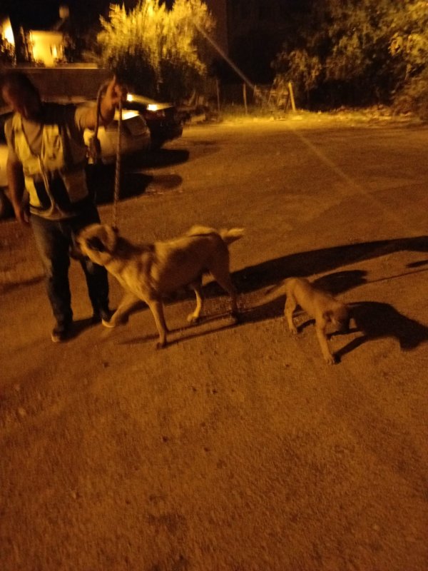 Okul yolunda sokak köpeklerinin saldırısına uğrayan kız çocuğu yaralandı