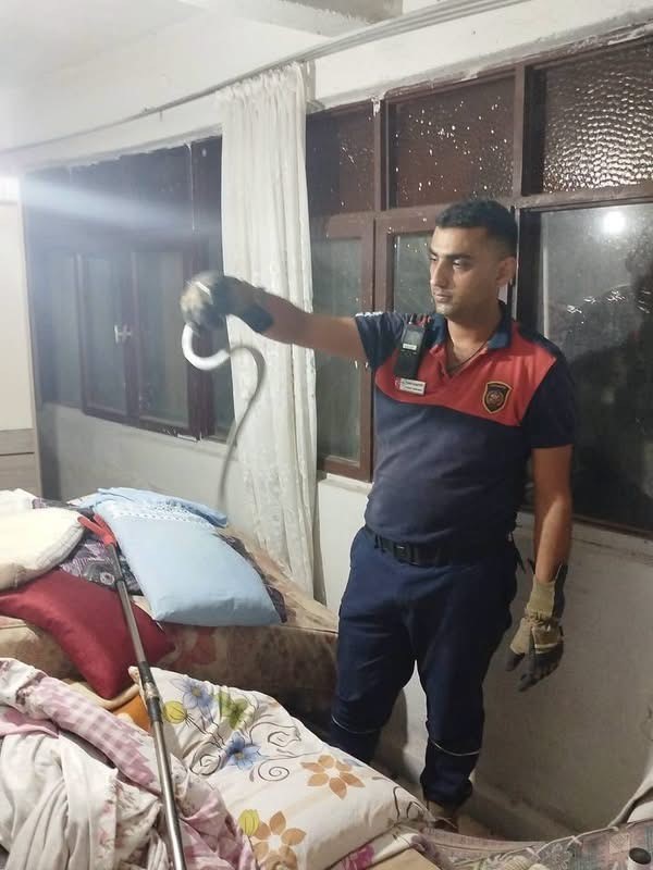 Hatay'da yerleşim yerlerinde görülen yılanlar yakalanarak doğal yaşam alanlarına bırakıldılar (Fotoğraflı) İlayda Korkmaz HATAY (İHA) - Hatay’ın Dörtyol ve Belen ilçelerinde yerleşim yerlerinde görülen yılanlar, itfaiye ekipleri tarafından zarar verilmeden yakalanarak doğal yaşam alanlarına bırakıldılar. Yerleşim yerlerinde yılan görüldüğüne ilişkin ihbarlar üzerine harekete geçen ekipler, belirlenen noktalarda çalışma gerçekleştirdi. Ekiplerin titiz çalışması sonucu yakalanan yılanlar, insanlara ve hayvanlara zarar verilmeden bulundukları yerlerden alınarak doğal yaşam alanlarına bırakıldılar.
