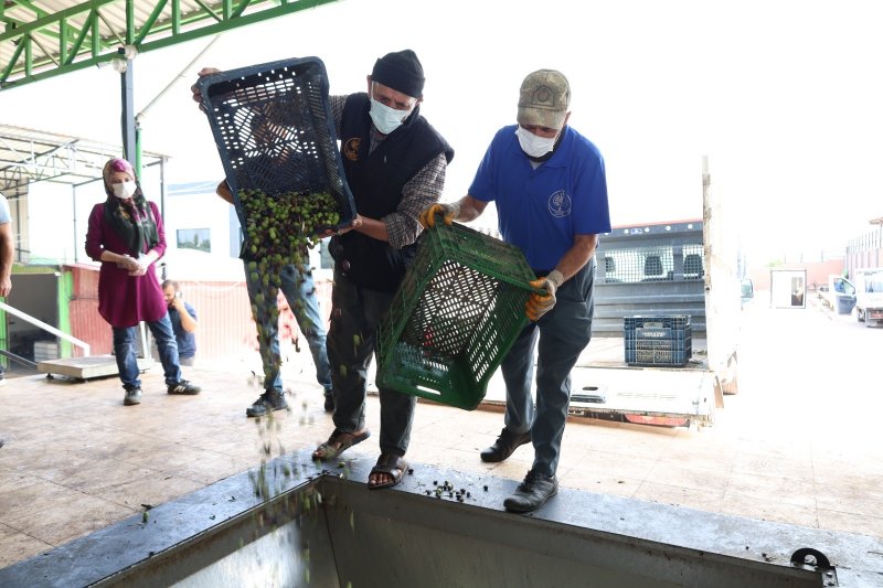 HBB’den zeytin üreticilerine mesleki eğitim desteği