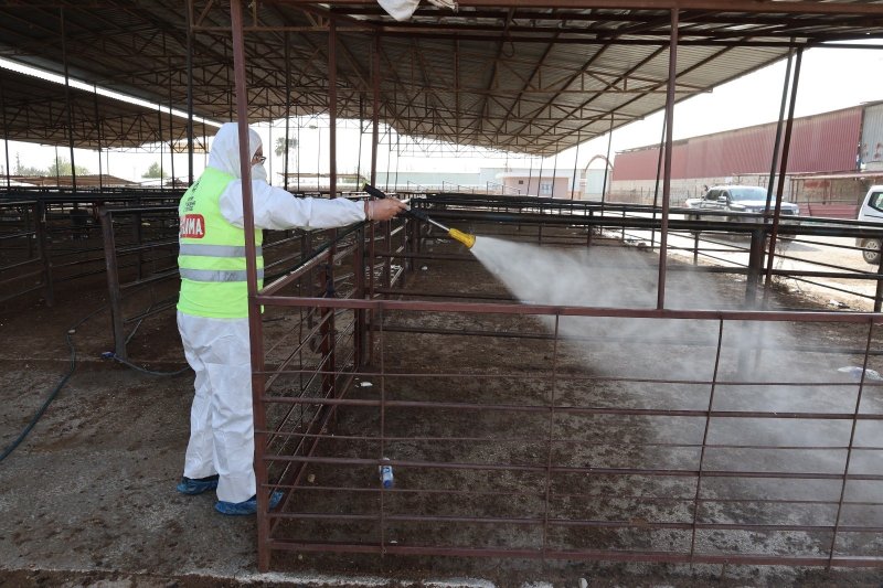 Hatay’da şap hastalığına karşı karasinek mücadelesi sürüyor