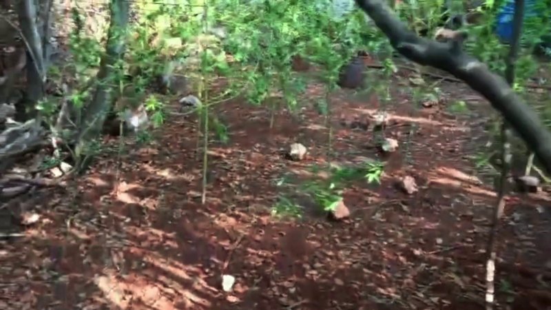 Ormanlık alandaki hazine arazisine kenevir eken şüpheli tutuklandı