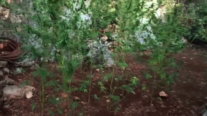 Ormanlık alandaki hazine arazisine kenevir eken şüpheli tutuklandı