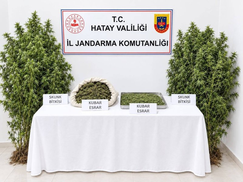 Ormanlık alandaki hazine arazisine kenevir eken şüpheli tutuklandı