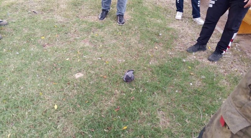 İskenderun'da ağaca takılan güvercin itfaiye ekiplerince kurtarıldı