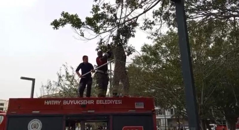 İskenderun'da ağaca takılan güvercin itfaiye ekiplerince kurtarıldı