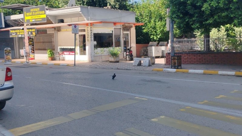 HATAY (İHA) - Hatay'da mahallelinin dostu olan ve mizah amaçlı çekilen görüntüleriyle ilgi odağı olan karganın sırra kadem basmasıyla Süleyman Bakıcı, "Gören duyan varsa her ne sebeple götürdüyse geri getirin arkadaşlar, biz kargamızı istiyoruz" diyerek kargayı görenlere seslendi.