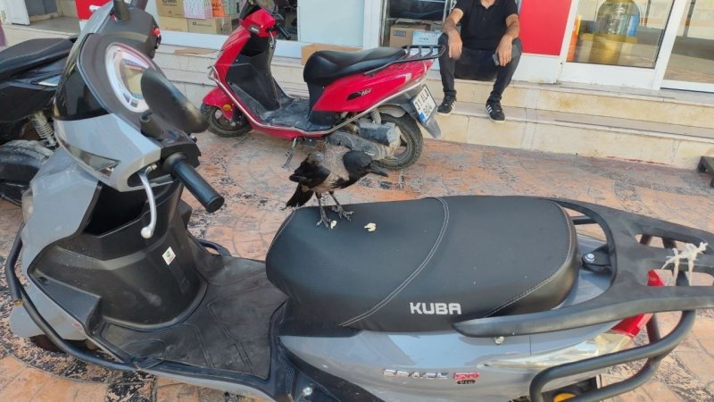 HATAY (İHA) - Hatay'da mahallelinin dostu olan ve mizah amaçlı çekilen görüntüleriyle ilgi odağı olan karganın sırra kadem basmasıyla Süleyman Bakıcı, "Gören duyan varsa her ne sebeple götürdüyse geri getirin arkadaşlar, biz kargamızı istiyoruz" diyerek kargayı görenlere seslendi.