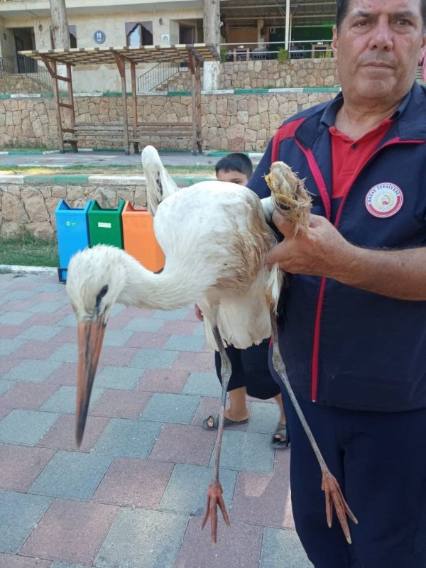 Reyhanlı’da Yaralı Leyleğin İmdadına İtfaiye Yetişti