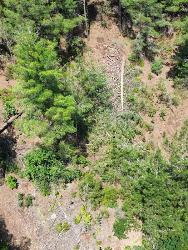Hatay’da ormanlık alanda kaçak kesim yapanlar yakalandı 