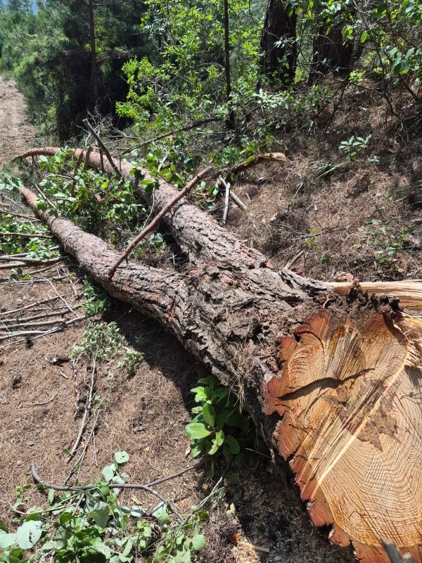 Hatay’da ormanlık alanda kaçak kesim yapanlar yakalandı