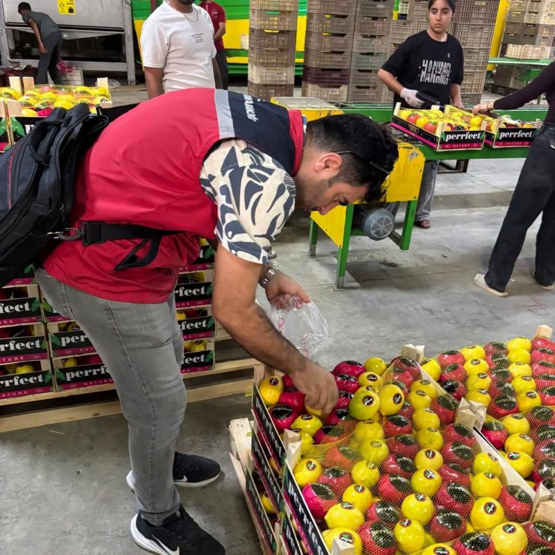 Hatay’da ihraçlık Mayer cinsi limonlar denetlendi 