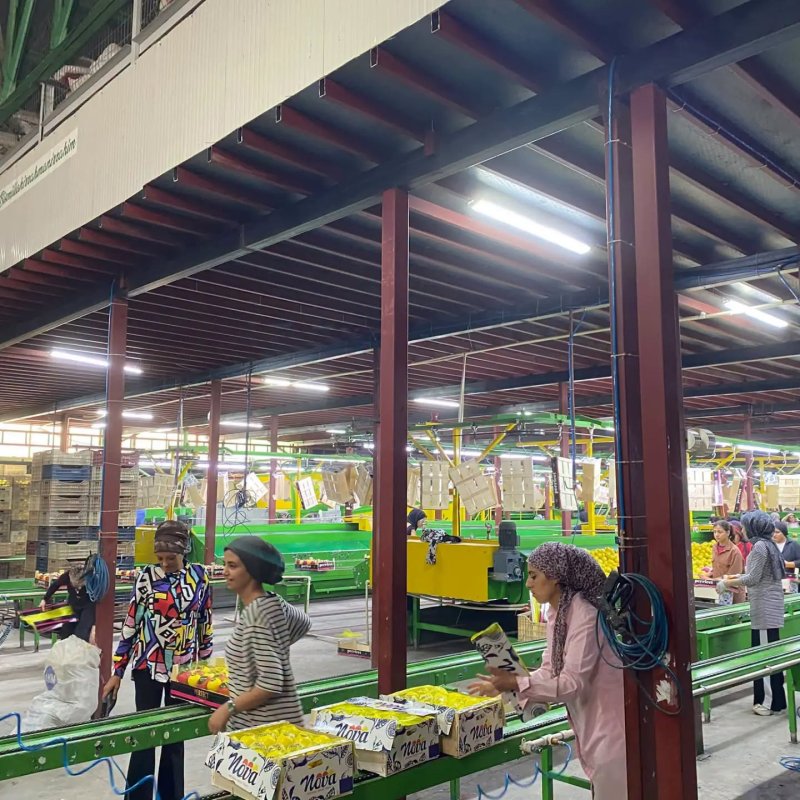 Hatay’da ihraçlık Mayer cinsi limonlar denetlendi 
