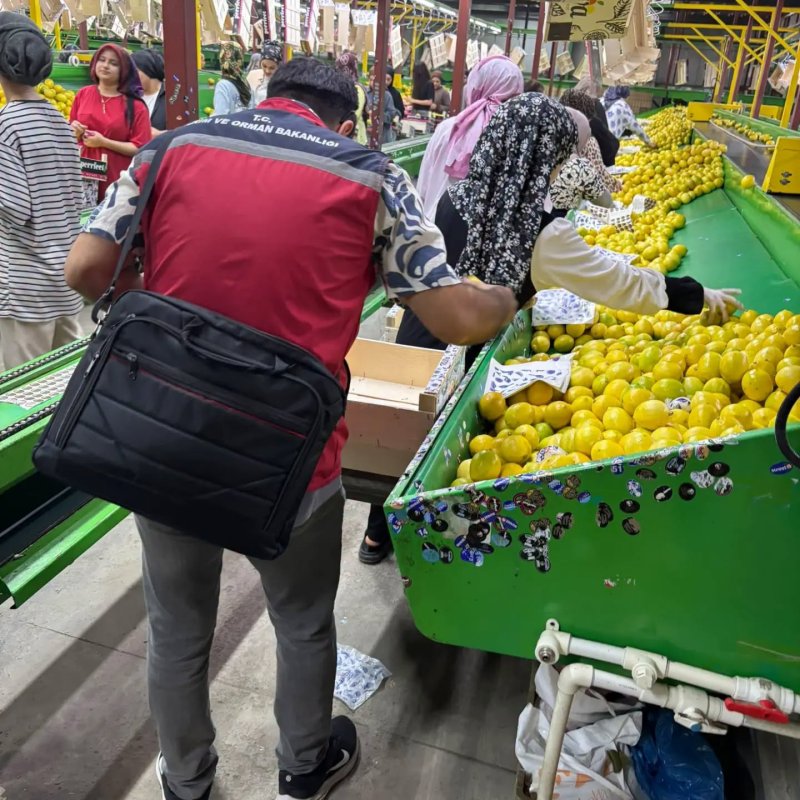 Hatay’da ihraçlık Mayer cinsi limonlar denetlendi 