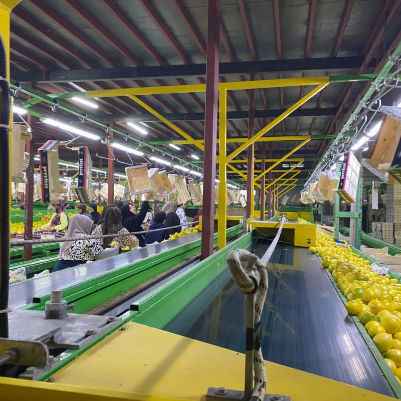 Hatay’da ihraçlık Mayer cinsi limonlar denetlendi 