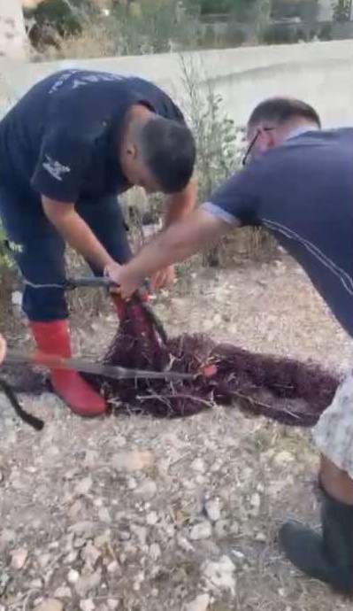 Hatay'da balık ağına takılan yılan itfaiye ekiplerince kurtarıldı