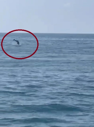 İskenderun Körfezi'nde yunus balığı heyecanı