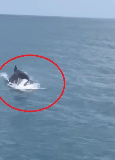 İskenderun Körfezi'nde yunus balığı heyecanı