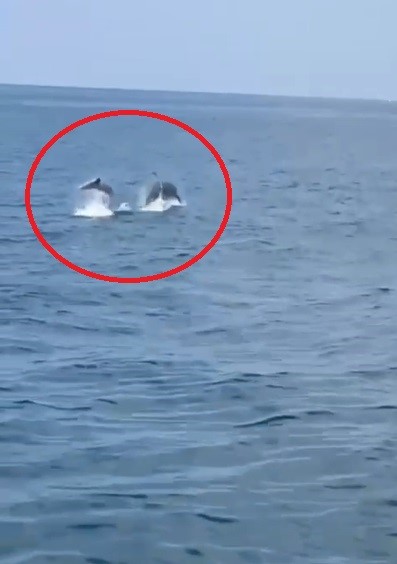 İskenderun Körfezi'nde yunus balığı heyecanı