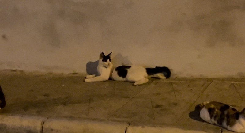 Kedi üzerinde koli bandıyla kaçtı, itfaiye yardım için kovaladı