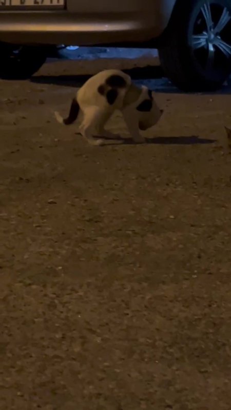 Kedi üzerinde koli bandıyla kaçtı, itfaiye yardım için kovaladı