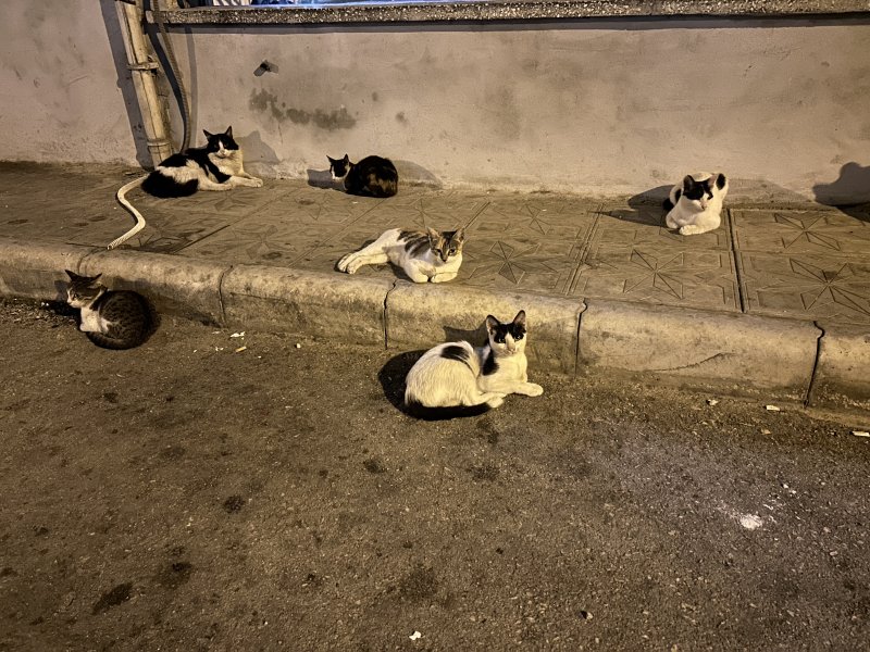 Kedi üzerinde koli bandıyla kaçtı, itfaiye yardım için kovaladı