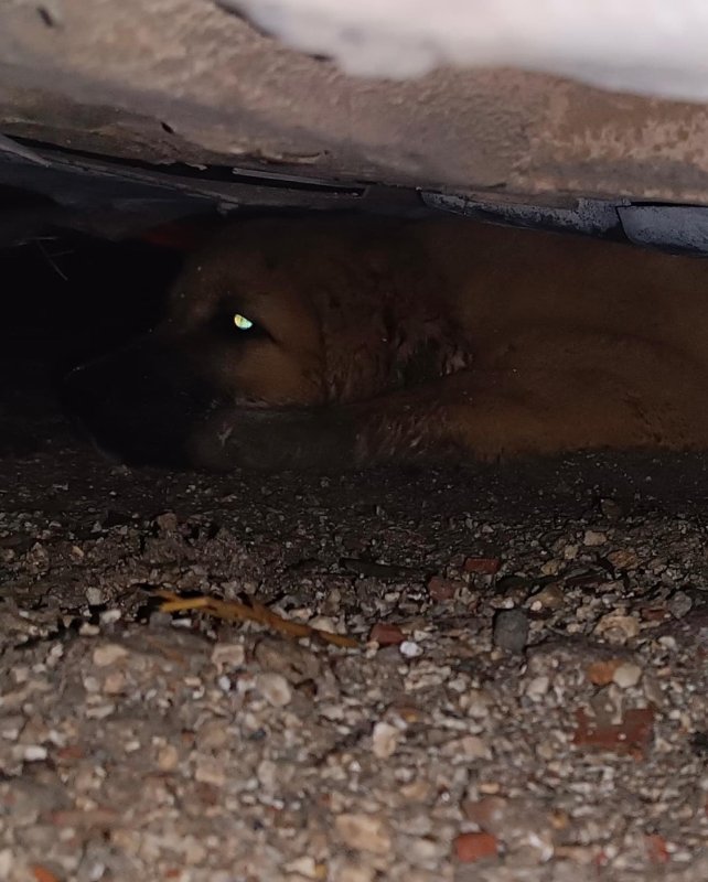 Otomobilin altında mahsur kalan köpeği itfaiye kurtardı