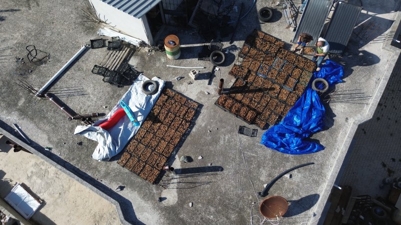 Çiftçinin domuzlardan kurtarabildiği kuru incir, 300 ila 350 TL arasında alıcı buluyor