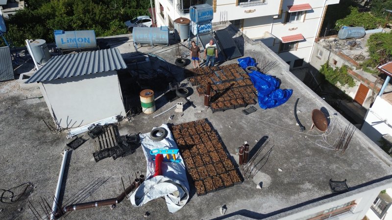 Çiftçinin domuzlardan kurtarabildiği kuru incir, 300 ila 350 TL arasında alıcı buluyor