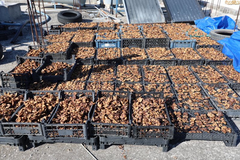 Çiftçinin domuzlardan kurtarabildiği kuru incir, 300 ila 350 TL arasında alıcı buluyor