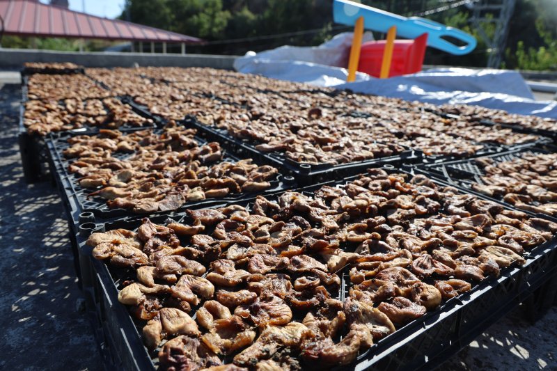 Çiftçinin domuzlardan kurtarabildiği kuru incir, 300 ila 350 TL arasında alıcı buluyor