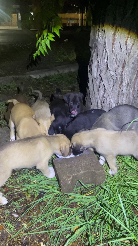  Yavru köpeklerin karnını doyuran bekçiler yürekleri ısıttı