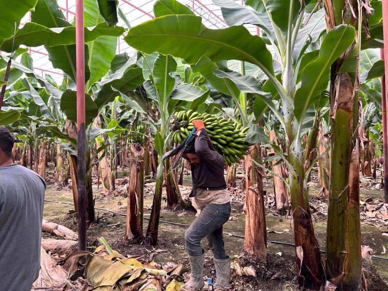 Afetzede kardeşler deprem bölgesinde 120 dönüm serada muz üretiyor