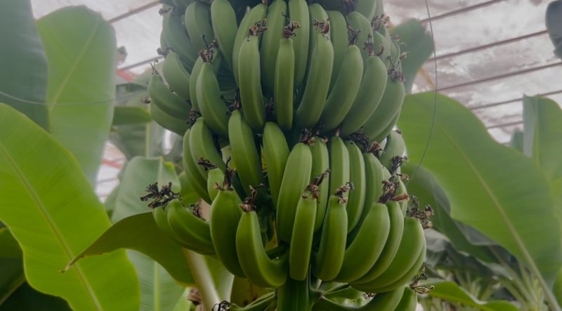 Afetzede kardeşler deprem bölgesinde 120 dönüm serada muz üretiyor