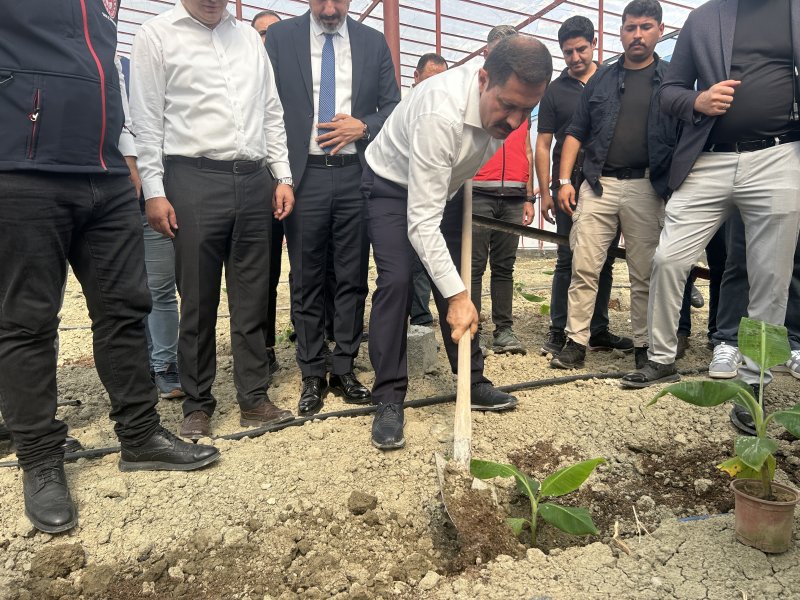 Afetzede kardeşler deprem bölgesinde 120 dönüm serada muz üretiyor