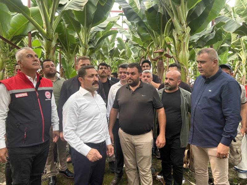 Afetzede kardeşler deprem bölgesinde 120 dönüm serada muz üretiyor