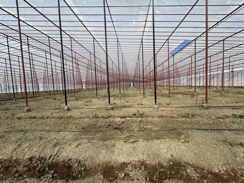 Afetzede kardeşler deprem bölgesinde 120 dönüm serada muz üretiyor