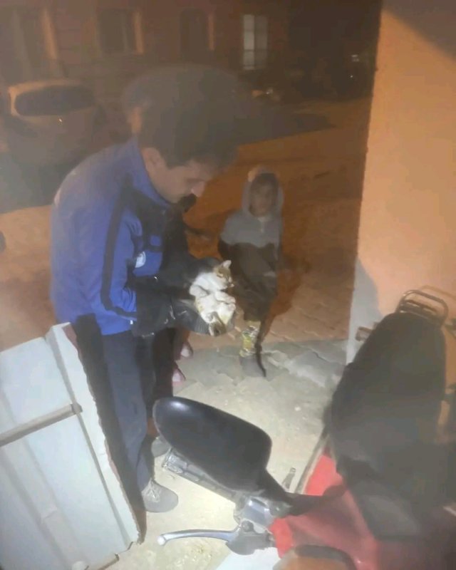 Yayladağı'nda mahsur kalan kediyi itfaiye kurtardı