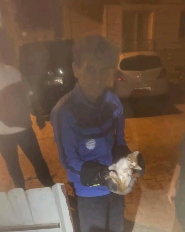 Yayladağı'nda mahsur kalan kediyi itfaiye kurtardı