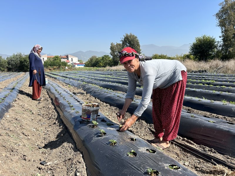 Deprem bölgesinde 34 bin çilek fidesi umutla toprakla buluştu