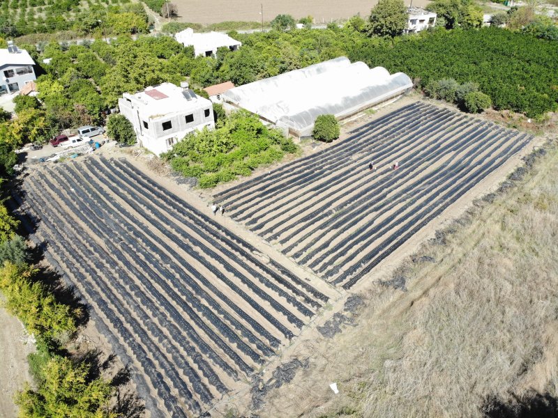 Deprem bölgesinde 34 bin çilek fidesi umutla toprakla buluştu