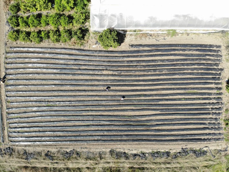 Deprem bölgesinde 34 bin çilek fidesi umutla toprakla buluştu