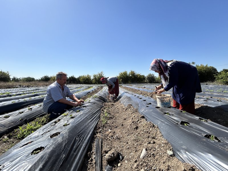 Deprem bölgesinde 34 bin çilek fidesi umutla toprakla buluştu