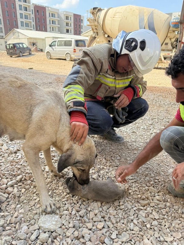 Antakya'da 5 metrelik kuyuya düşen yavru köpek kurtarıldı