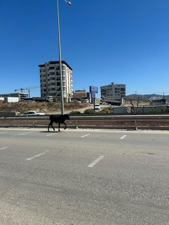 Ahırdan kaçan buzağı, kara yoluna çıkınca sürücülere zor anlar yaşattı