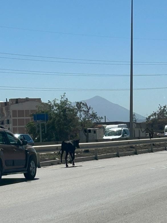 Ahırdan kaçan buzağı, kara yoluna çıkınca sürücülere zor anlar yaşattı