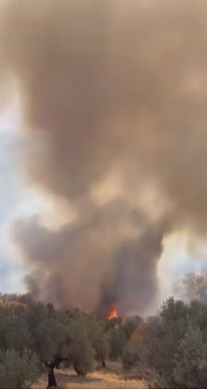 Hatay'da zeytinlik alanda çıkan yangın büyümeden söndürüldü